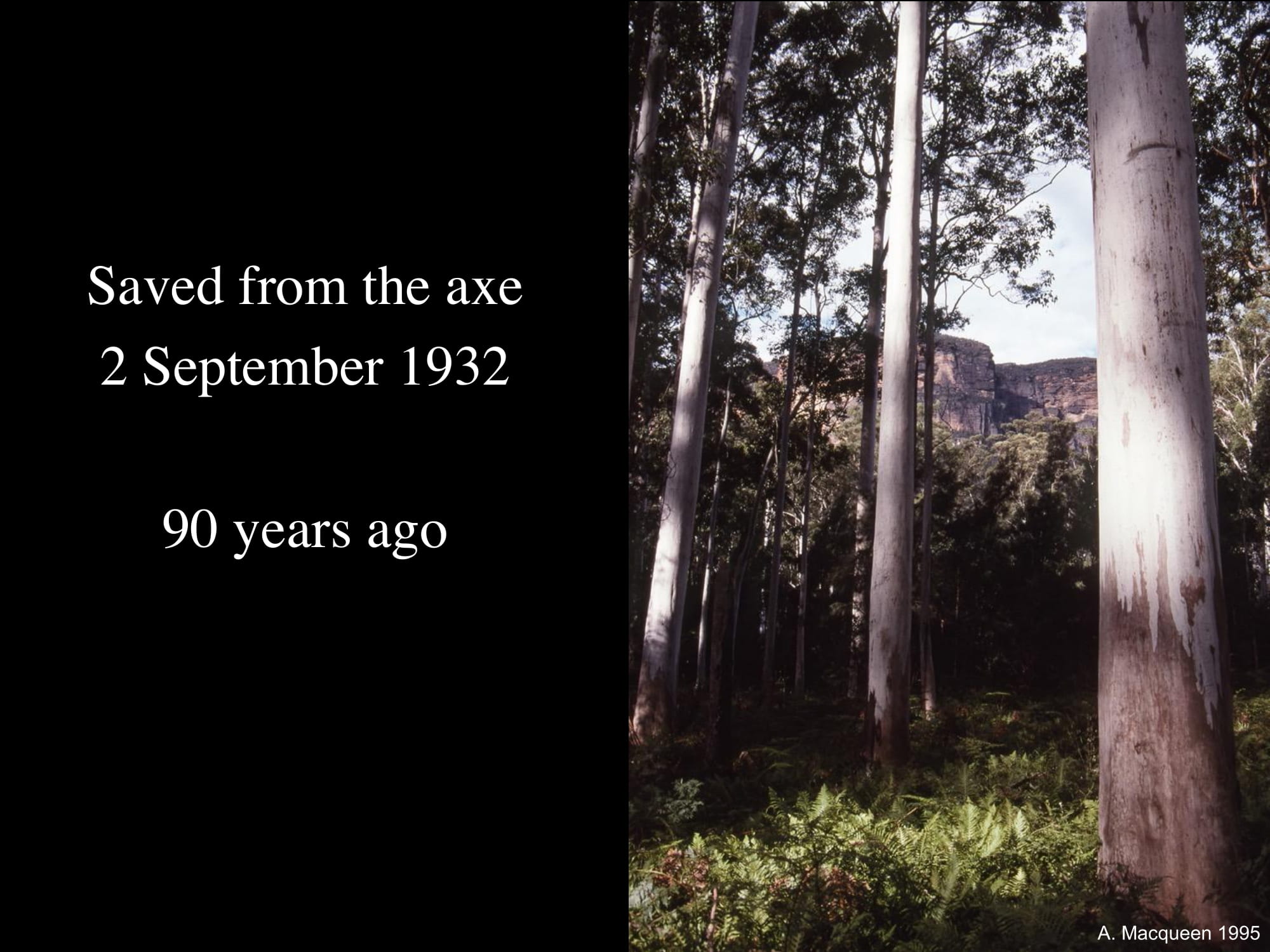 The blue gum forest saved from the axe