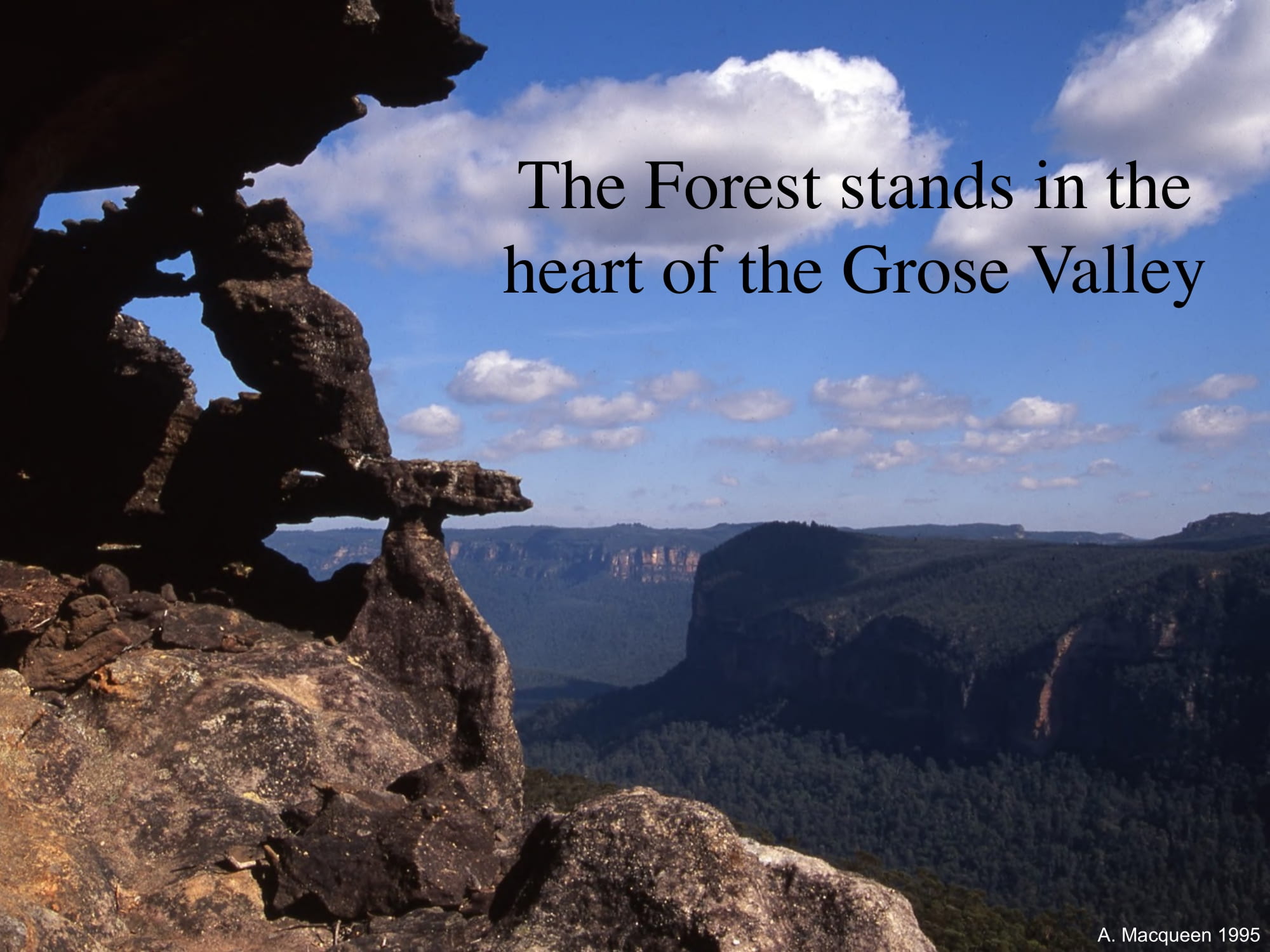 Blue gum forest in the heart of the Grose valley