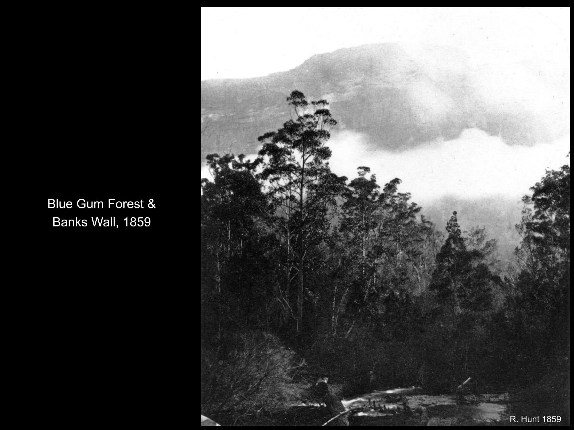 Blue Gum Forest and Banks Wall 1859