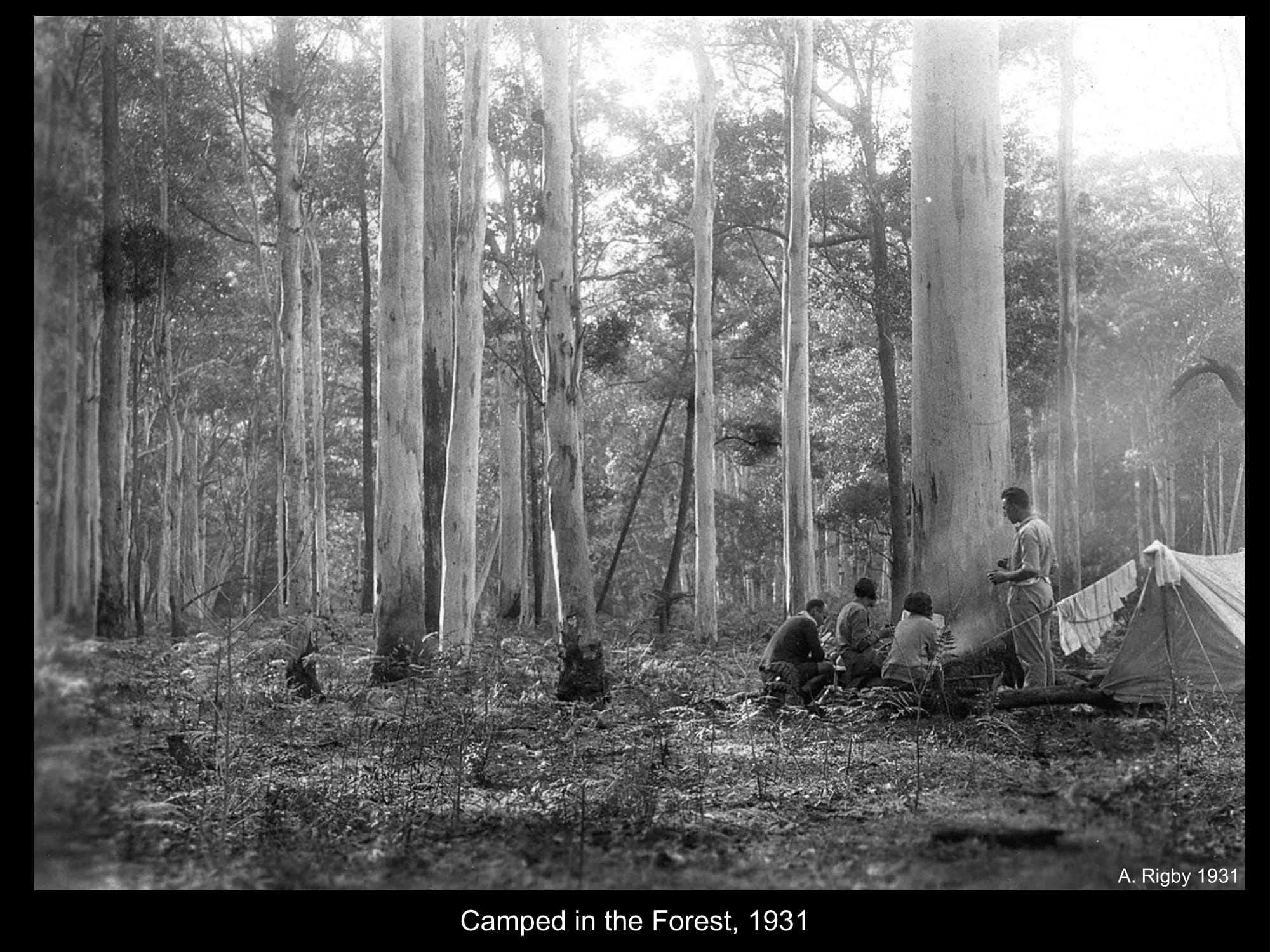 Camped in the forest in 1931