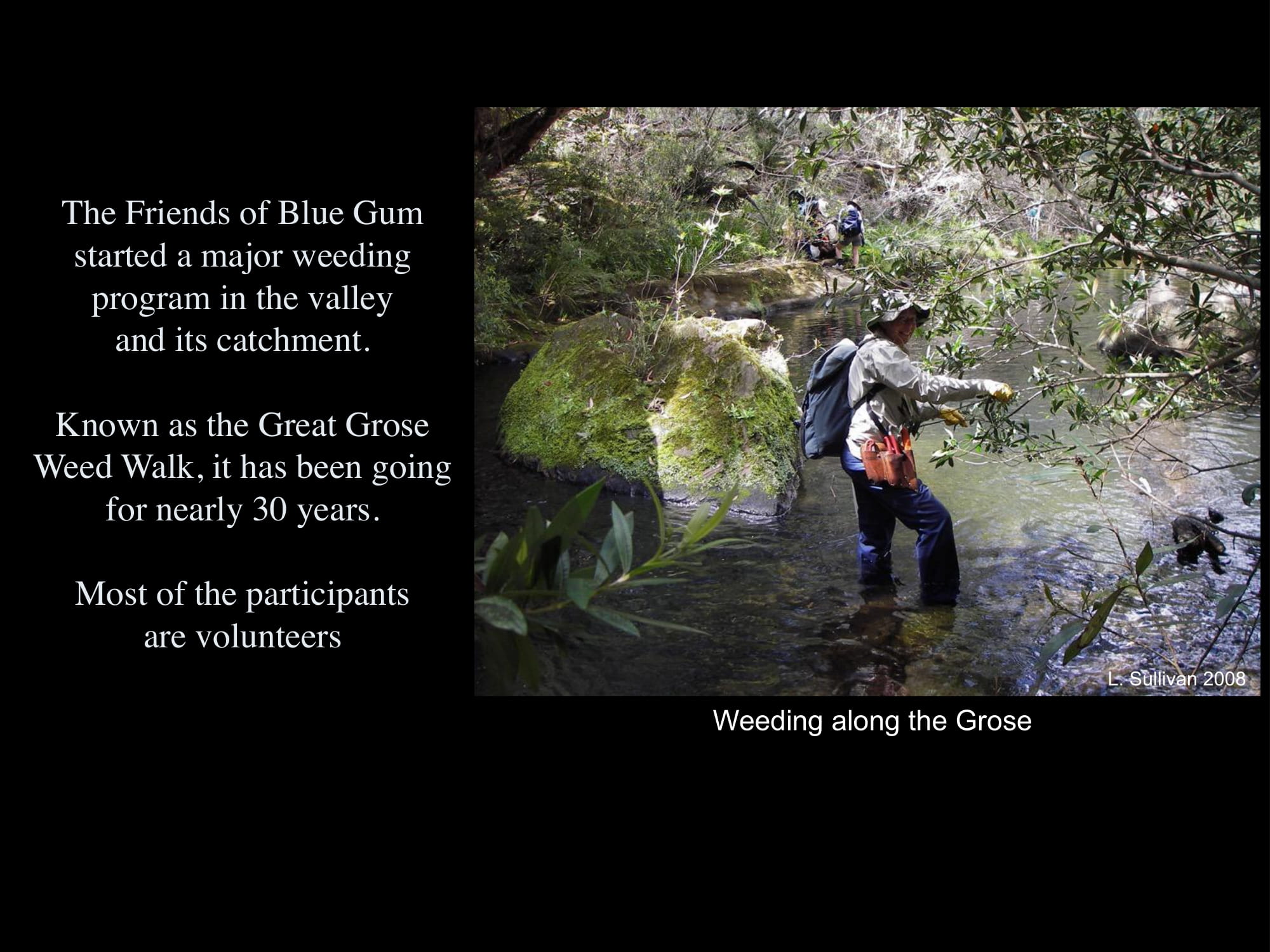 Friends of the Blue Gum weeding program