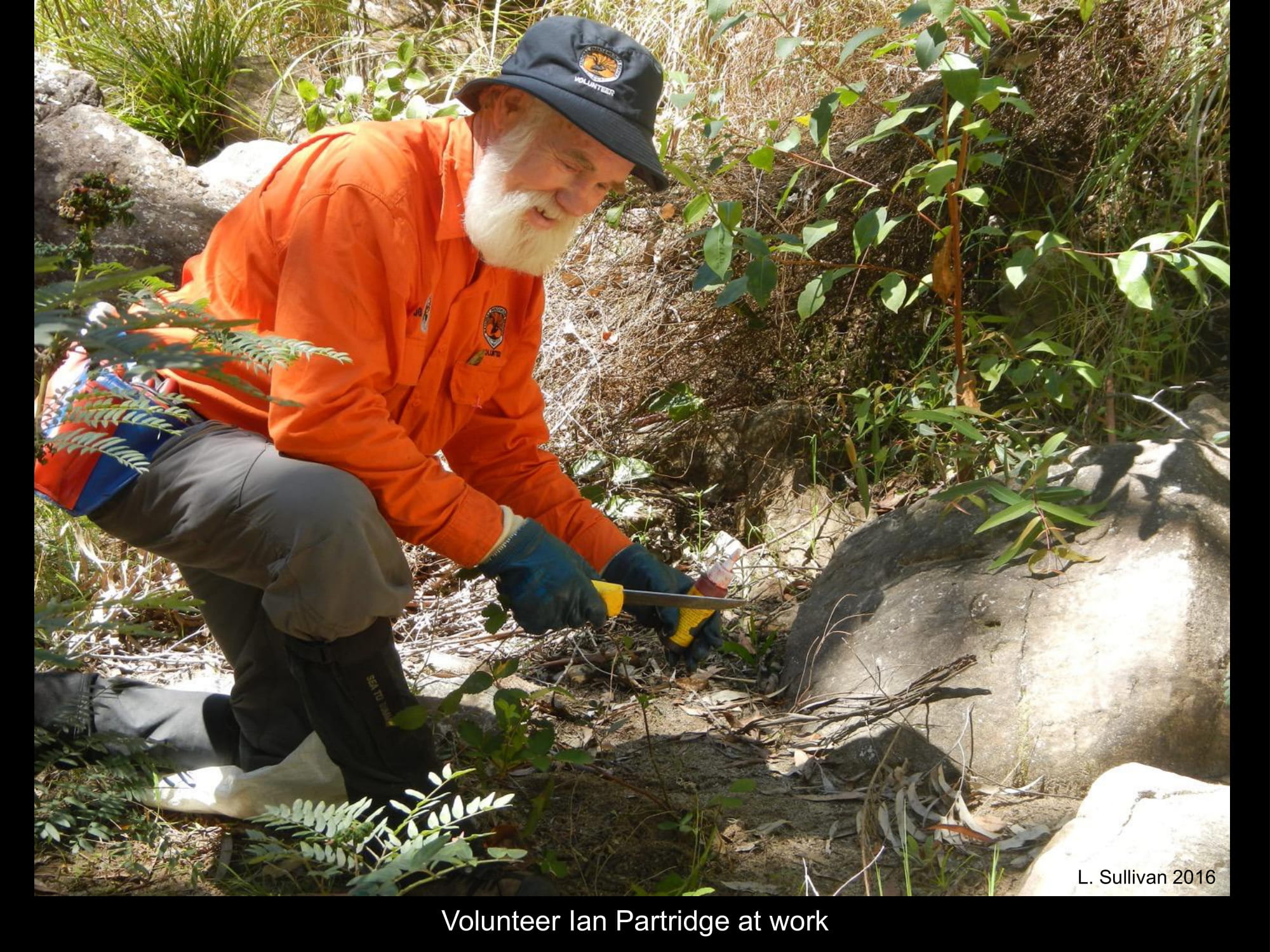 Ian Partridge weeding