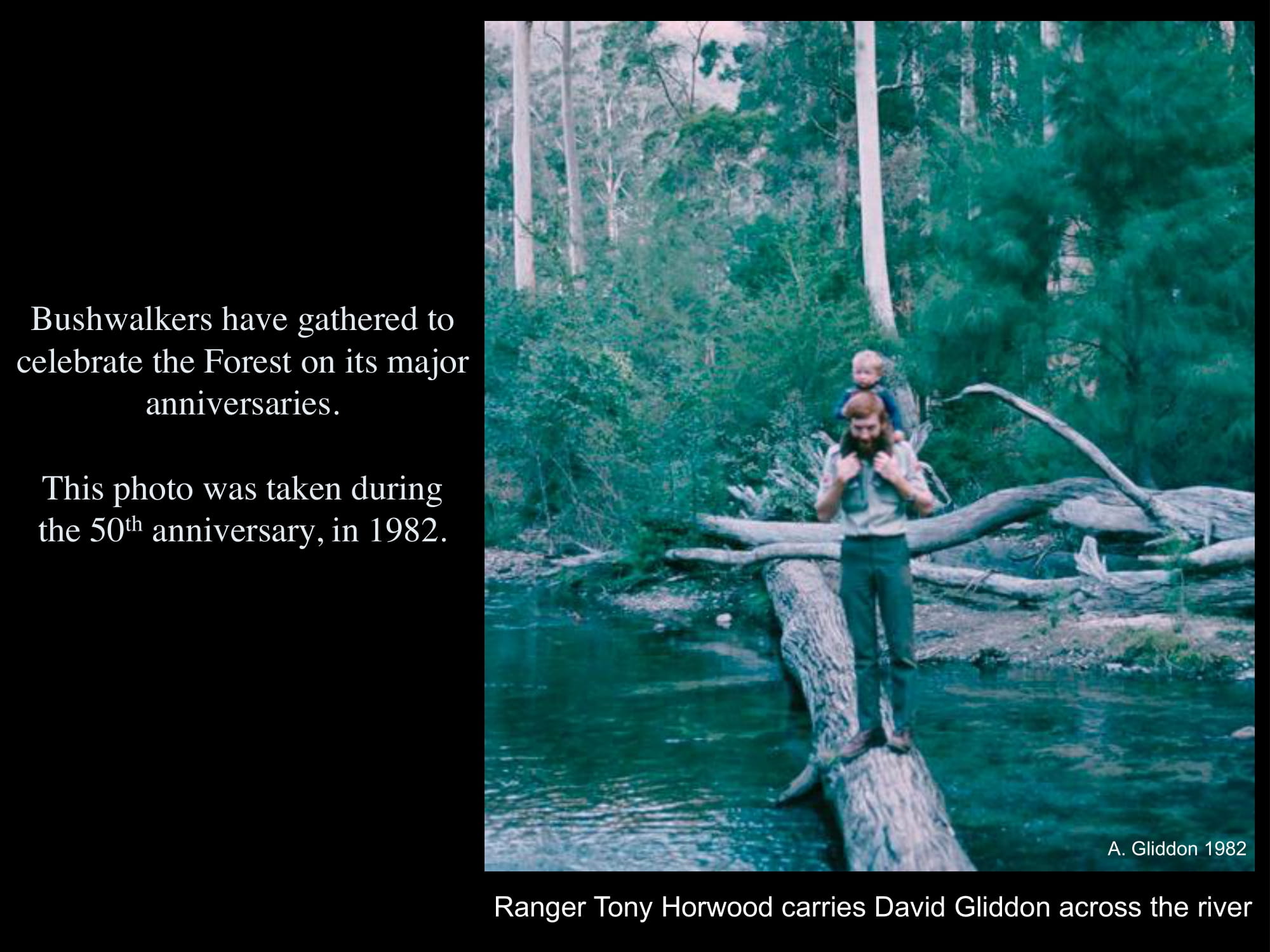 Bushwalkers crossing on a log. Ranger Tony Horwood carrying David Gliddeon