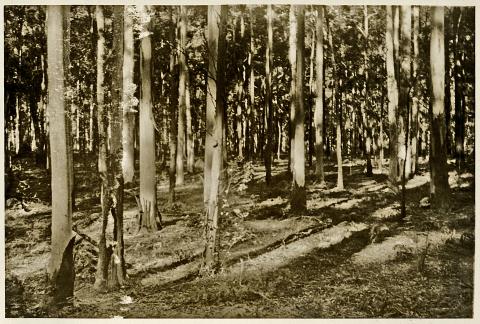 1930 Blue Gums by Alan Rigby