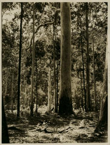 Large blue gum by Alan Rigby 1930