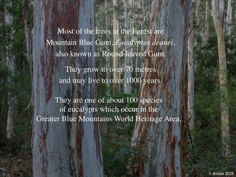 Blue Gum forest trees