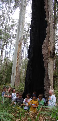 Warrior tree, a large burnt tree